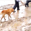 【九州豪雨】孤立した集落で救助犬ハルクが行方不明者を捜索