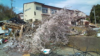 倒れてる桜.jpg